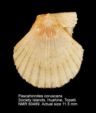 Pascahinnites coruscans (3).jpg - Pascahinnites coruscans(Hinds,1845)